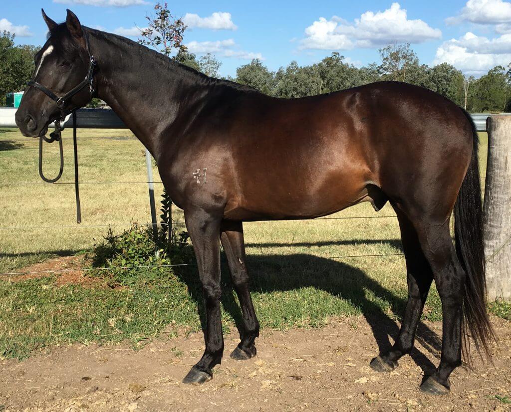 Our Stallions Emu Gully Heritage Stock Horse Waler Stud